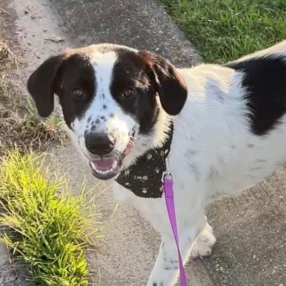 Katy - Foster Needed!!!, Young Female unknown