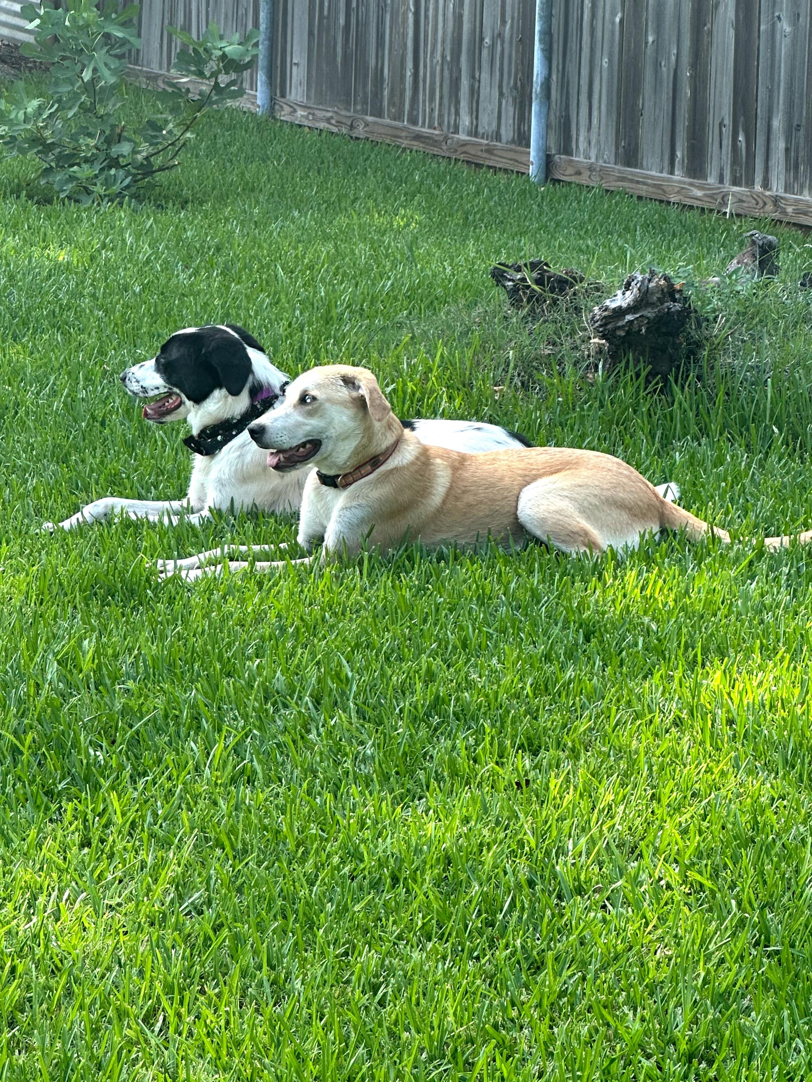 Katy - Foster Needed!!! photo 6
