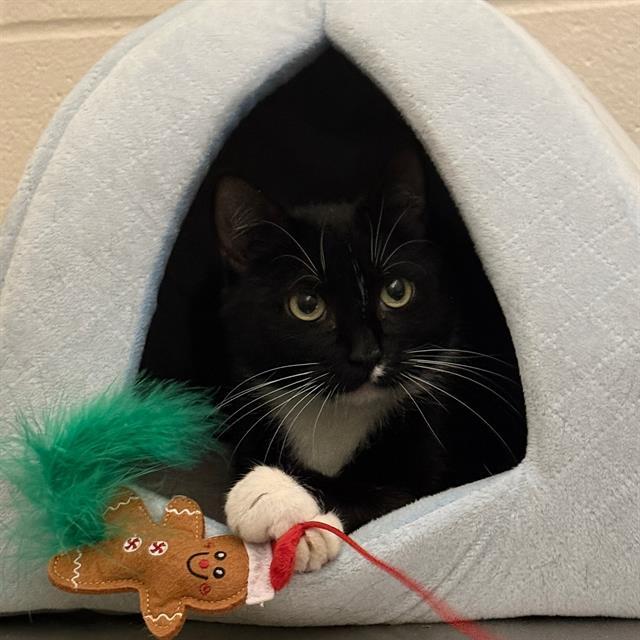 Enlarge LAPRAS, a Adoptable Domestic Short Hair in Centerville, MA image 1/1