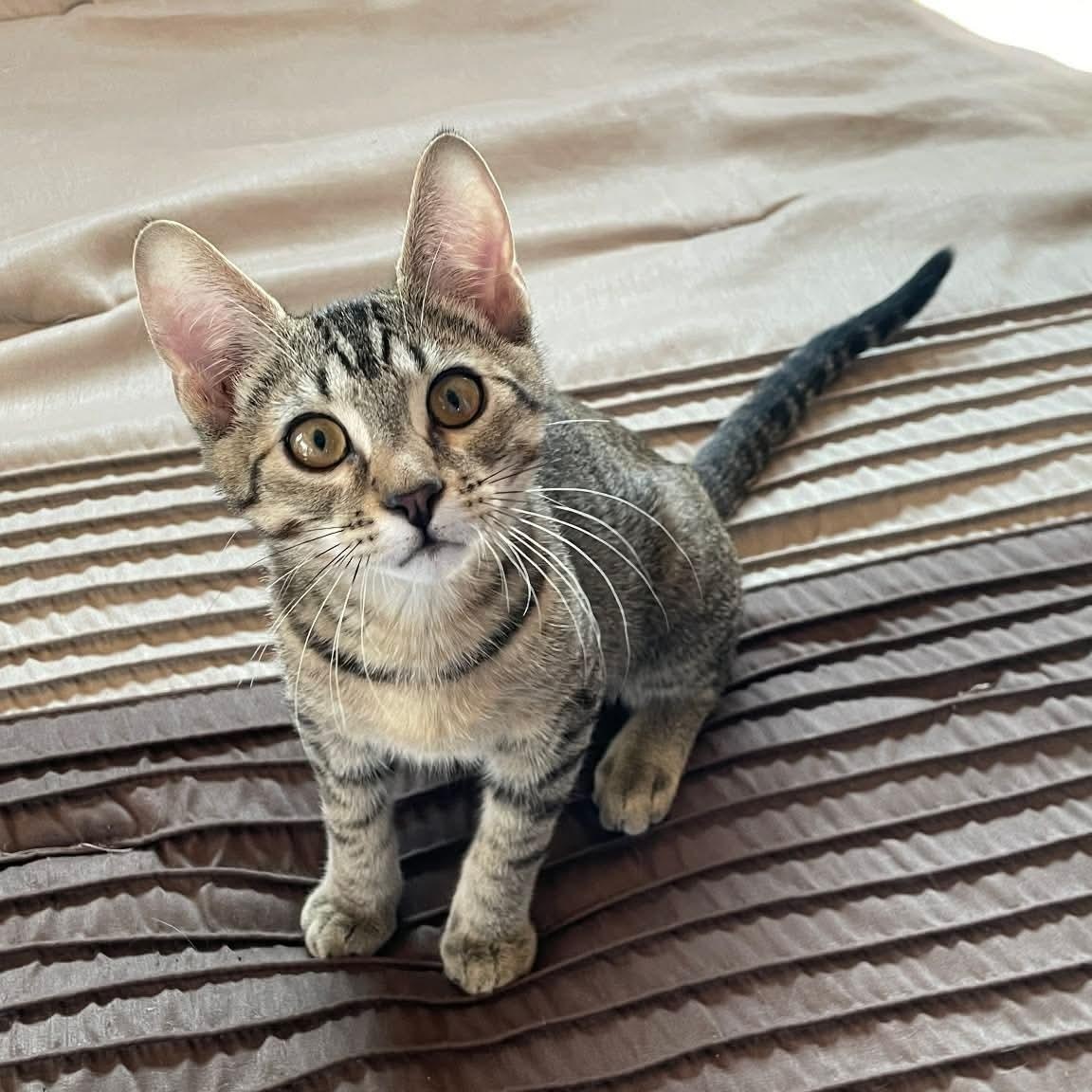 Simba, adopted, Kitten Male Domestic Short Hair.