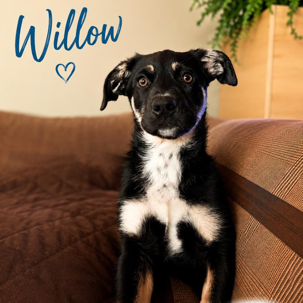 Enlarge Willow, a Adoptable Shepherd in Lee's Summit, MO image 1/1