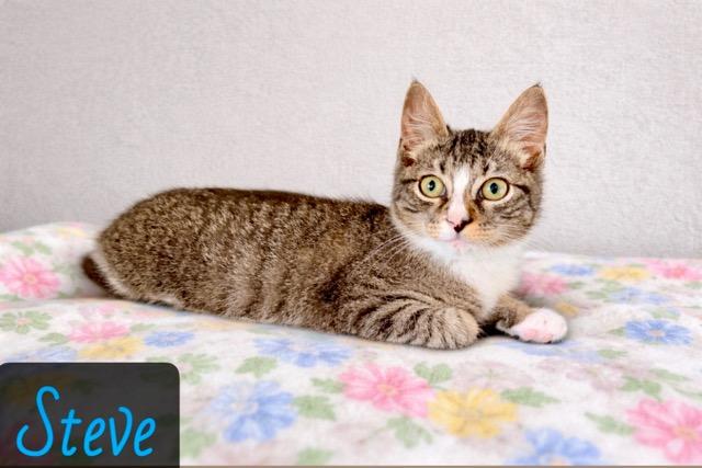 Steve, adopted, Young Male Domestic Short Hair.