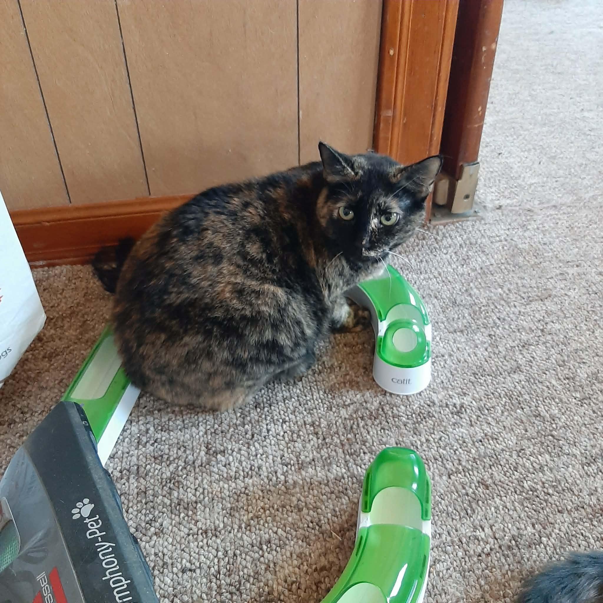 Black Beauty, Adoptable, Adult Female Tortoiseshell.