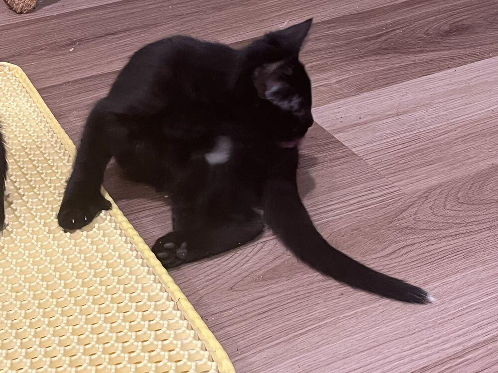 Enlarge Vortox, a Adoptable Domestic Short Hair in North Brunswick, NJ image 1/1