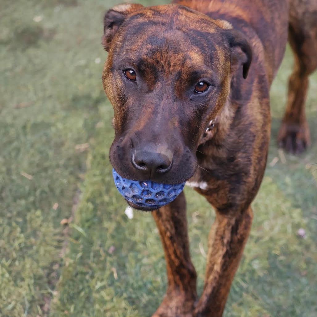 Bailey D11393, a Adoptable mixed breed in Minneapolis, MN image 1/6