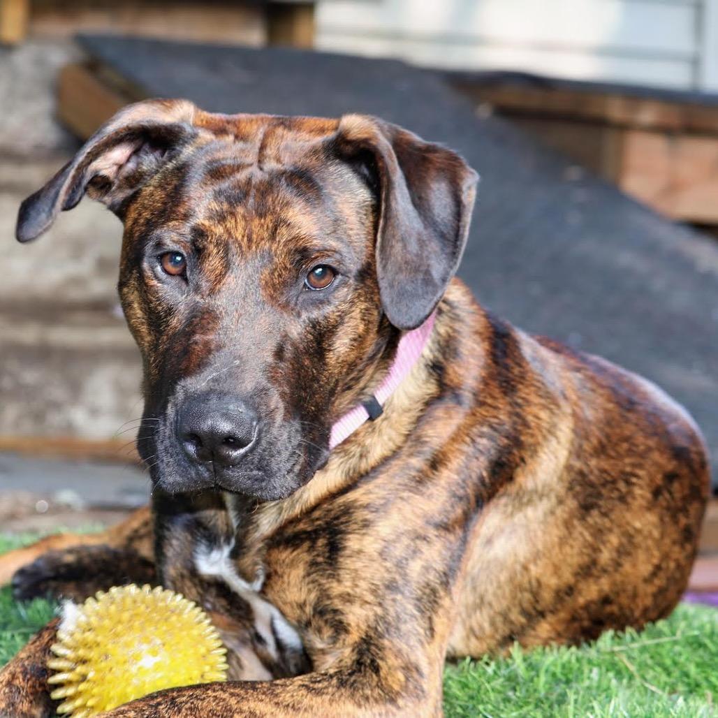 Bailey D11393, a Adoptable mixed breed in Minneapolis, MN image 6/6