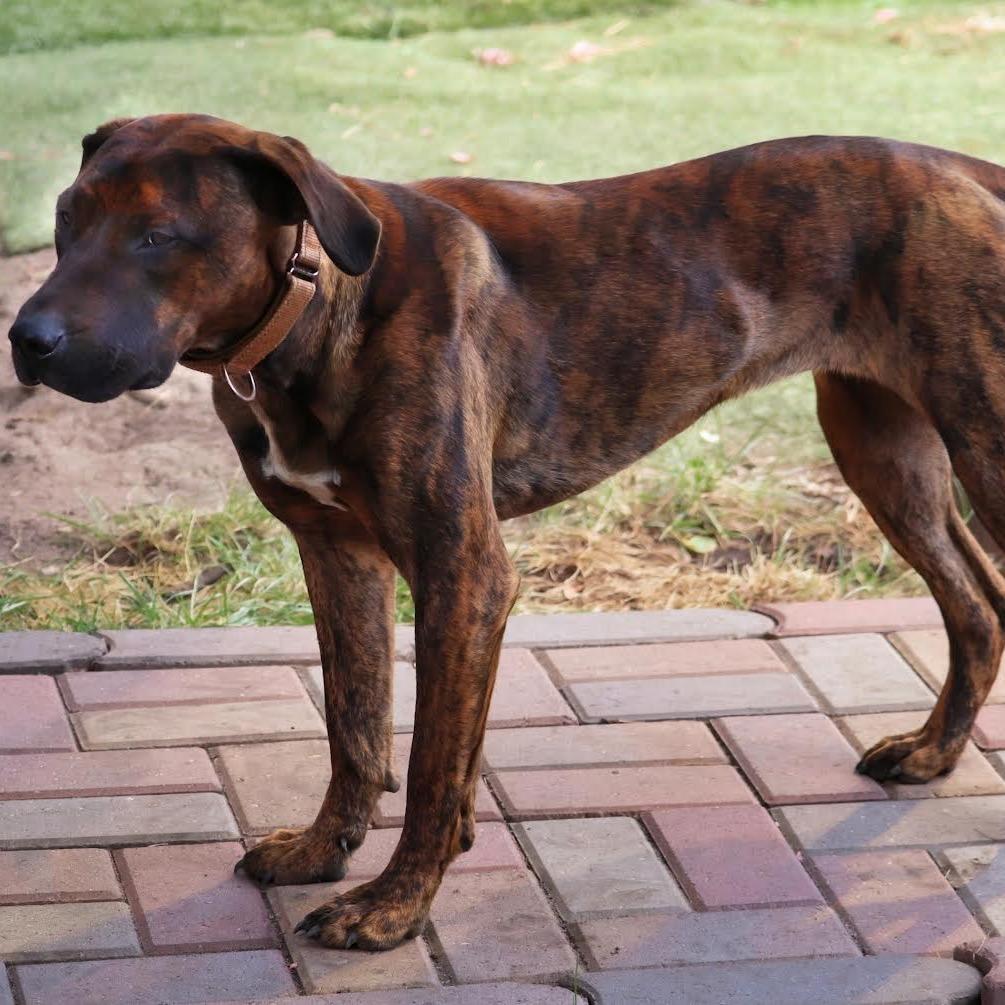 Bailey D11393, a Adoptable mixed breed in Minneapolis, MN image 2/6