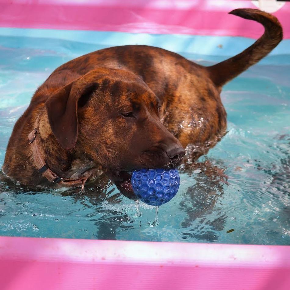 Bailey D11393, a Adoptable mixed breed in Minneapolis, MN image 3/6