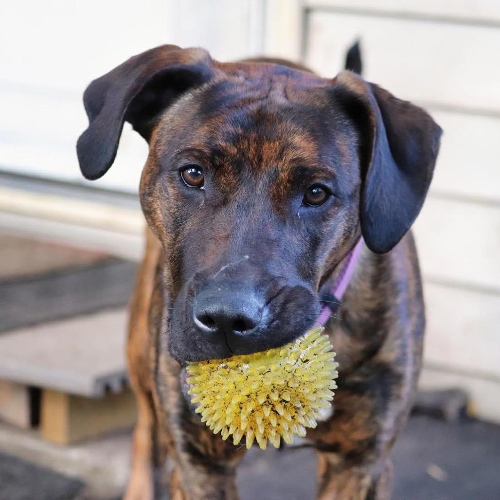 Bailey D11393, Adoptable, Young Female Pit Bull Terrier & Mixed Breed.