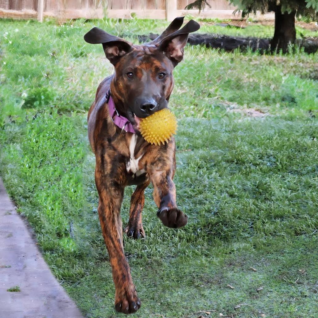 Bailey D11393, a Adoptable mixed breed in Minneapolis, MN image 5/6