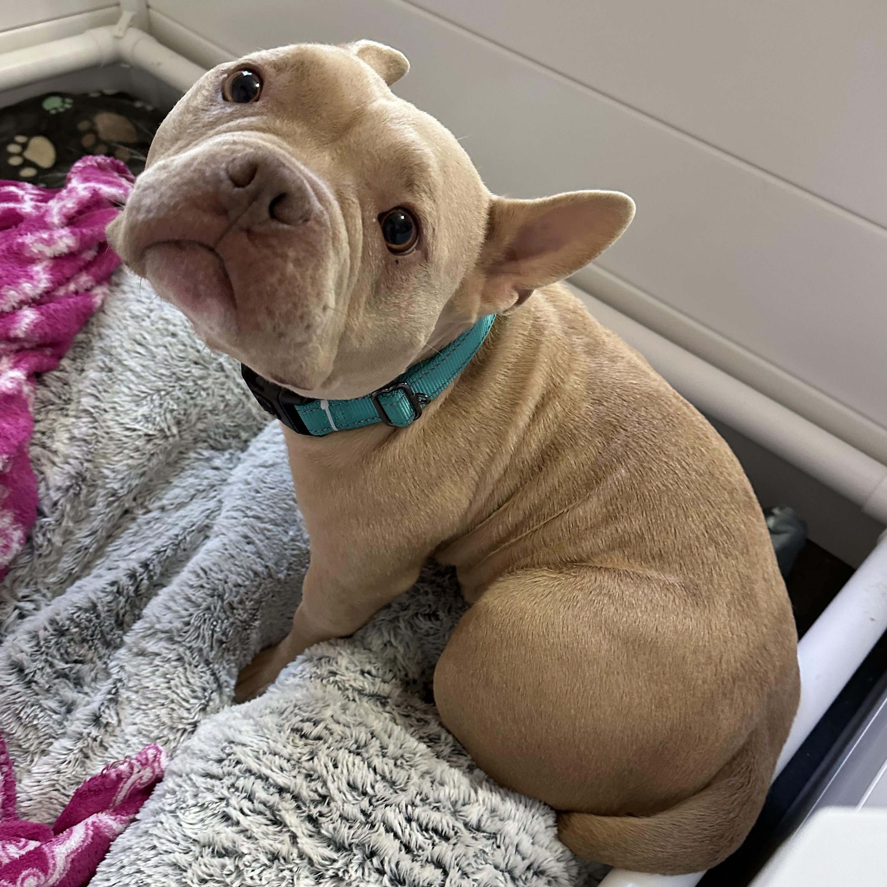 Enlarge Yam, a Adoptable mixed breed in Indianapolis, IN image 3/4