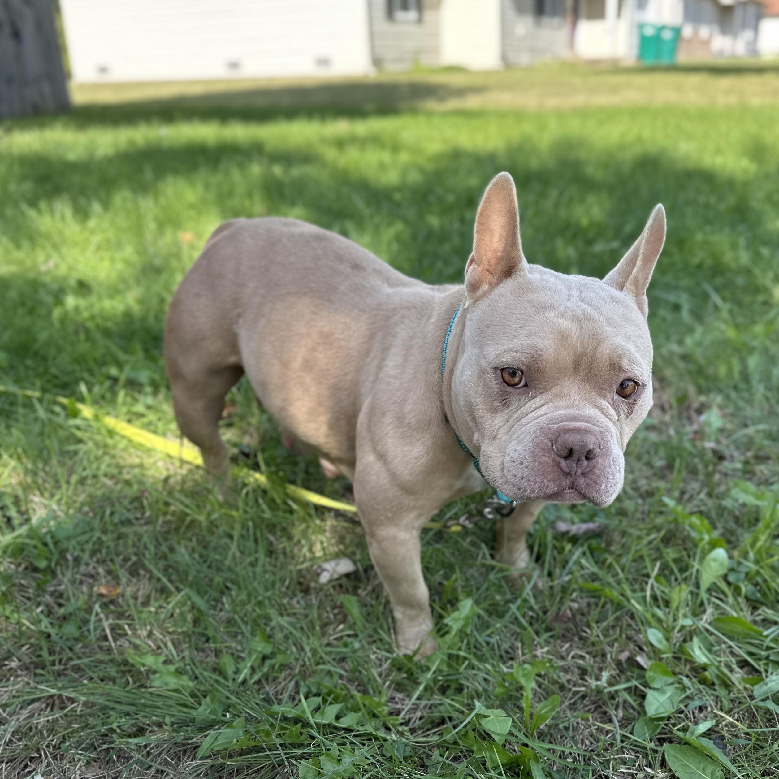 Enlarge Yam, a Adoptable mixed breed in Indianapolis, IN image 4/4