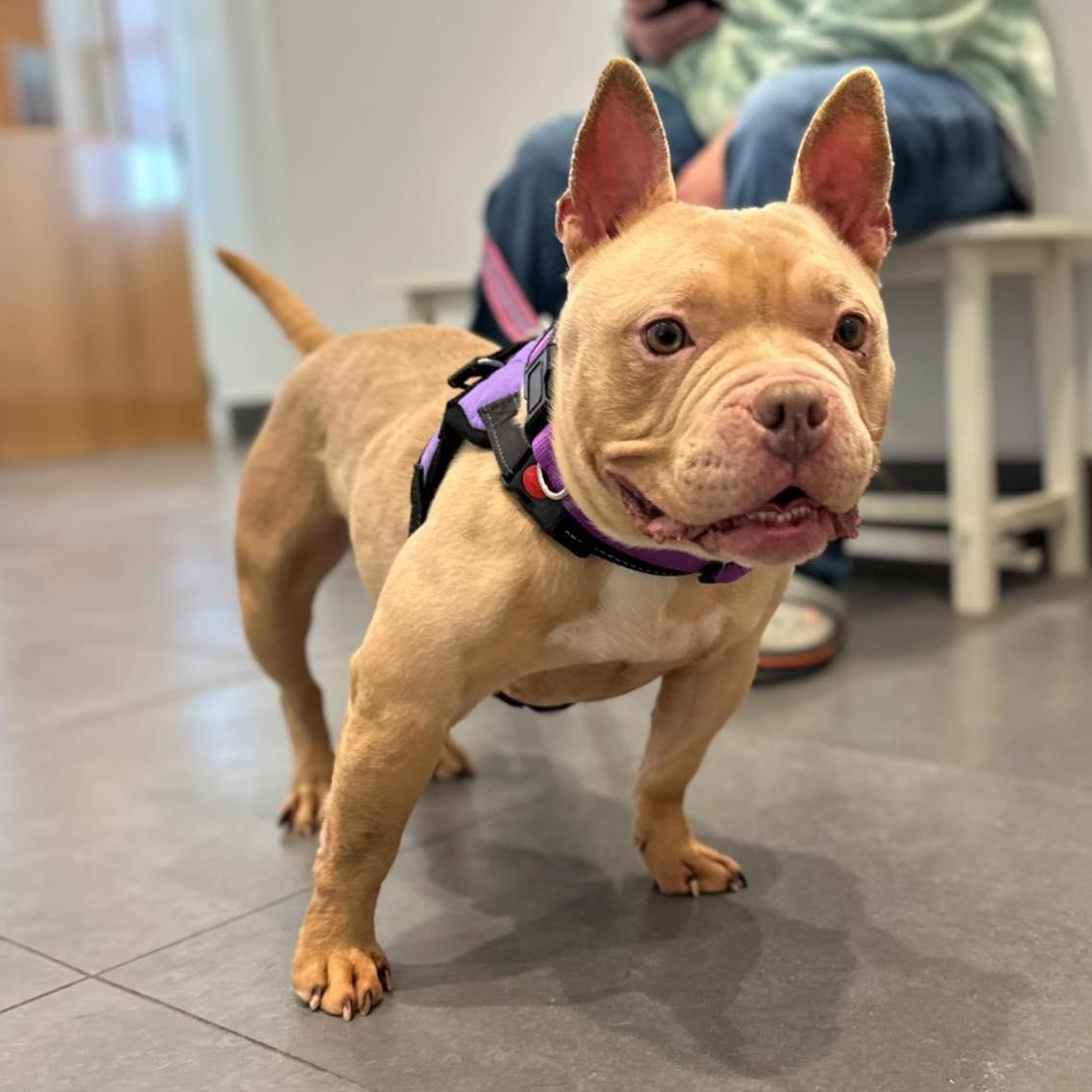 Enlarge Yam, a Adoptable mixed breed in Indianapolis, IN image 2/4