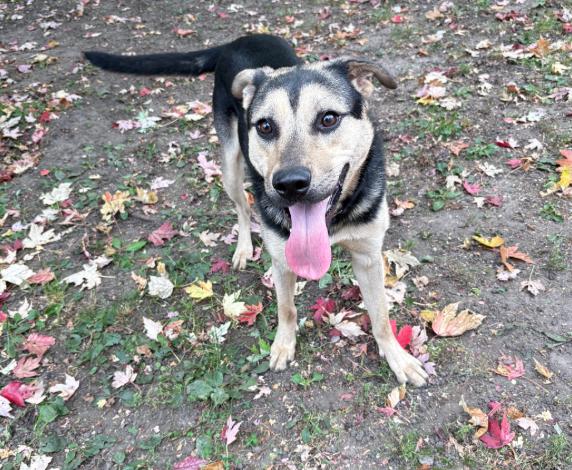 Enlarge Norbert, a Adoptable Shepherd in Brooklyn Center, MN image 1/3
