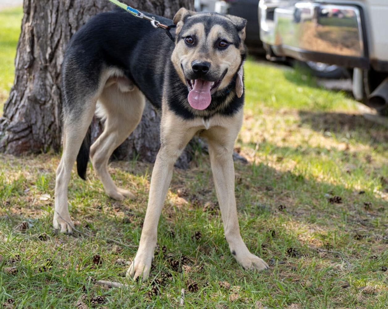 Enlarge Norbert, a Adoptable Shepherd in Brooklyn Center, MN image 2/3