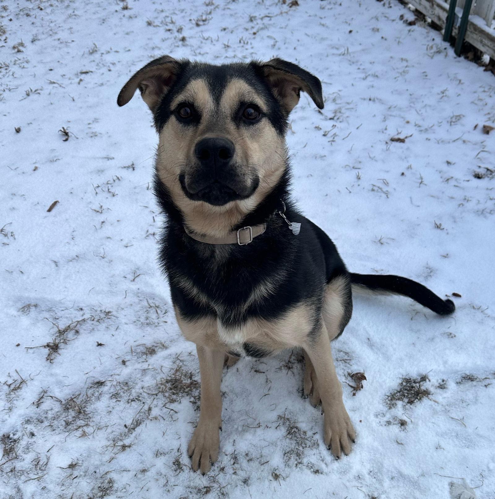 Enlarge Norbert, a Adoptable Shepherd in Brooklyn Center, MN image 3/3
