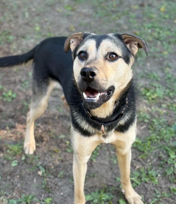 Norbert, a Adoptable Shepherd in Brooklyn Center, MN image 3/3
