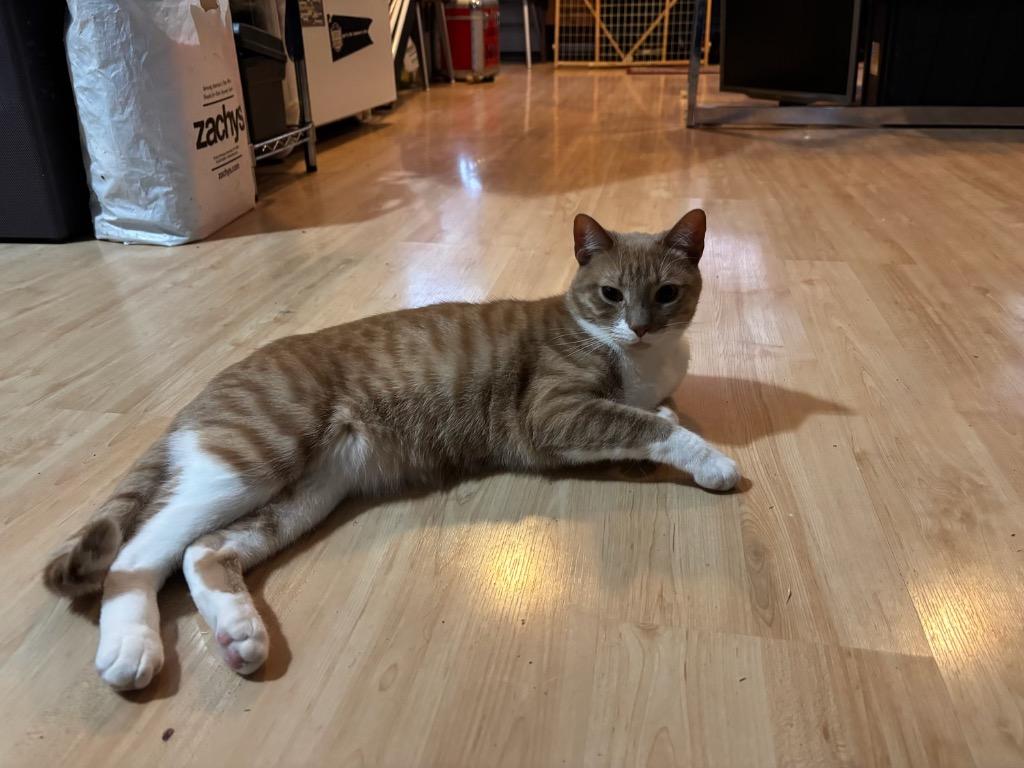 Roger, Adoptable, Adult Male Domestic Short Hair.