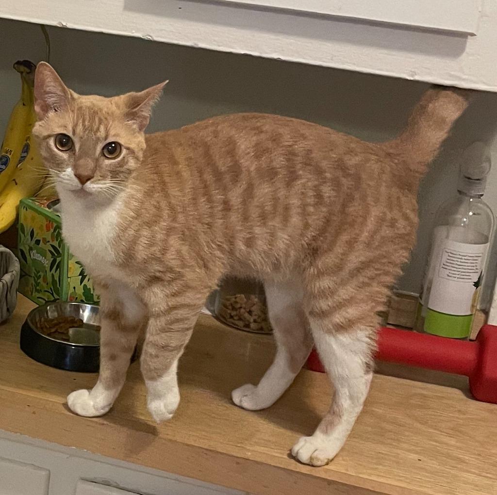 Enlarge Roger, a Adoptable mixed breed in New York, NY image 2/5