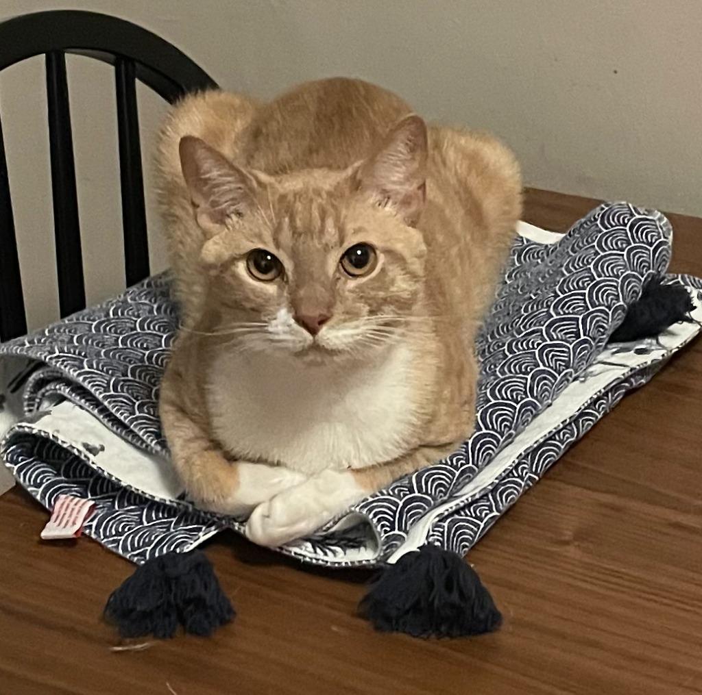 Enlarge Roger, a Adoptable mixed breed in New York, NY image 3/5