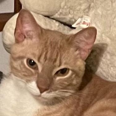 Enlarge Roger, a Adoptable mixed breed in New York, NY image 4/5