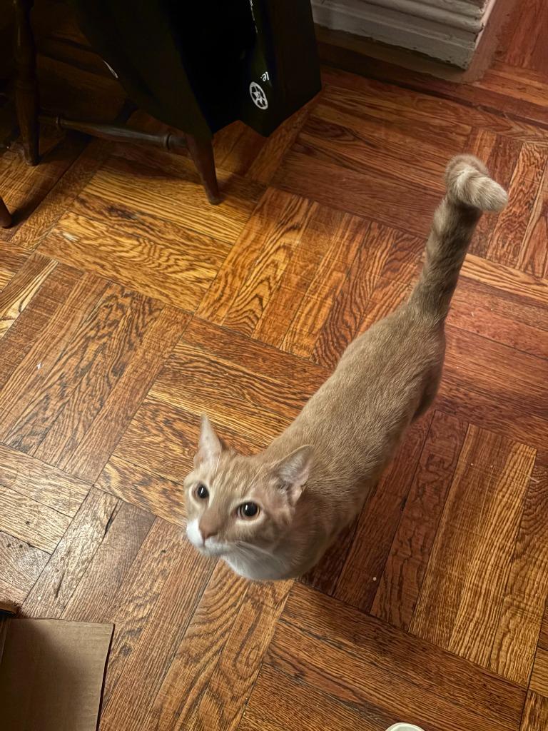 Enlarge Roger, a Adoptable mixed breed in New York, NY image 5/5