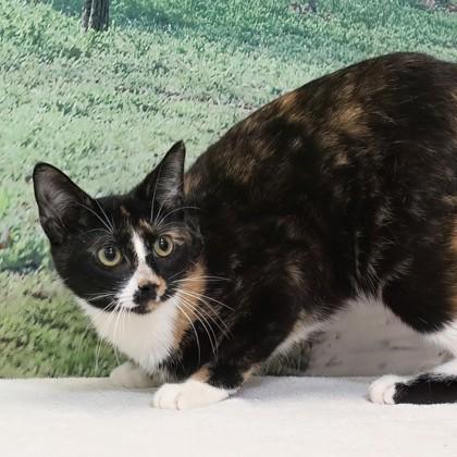 Juicebox — thumbnail 3