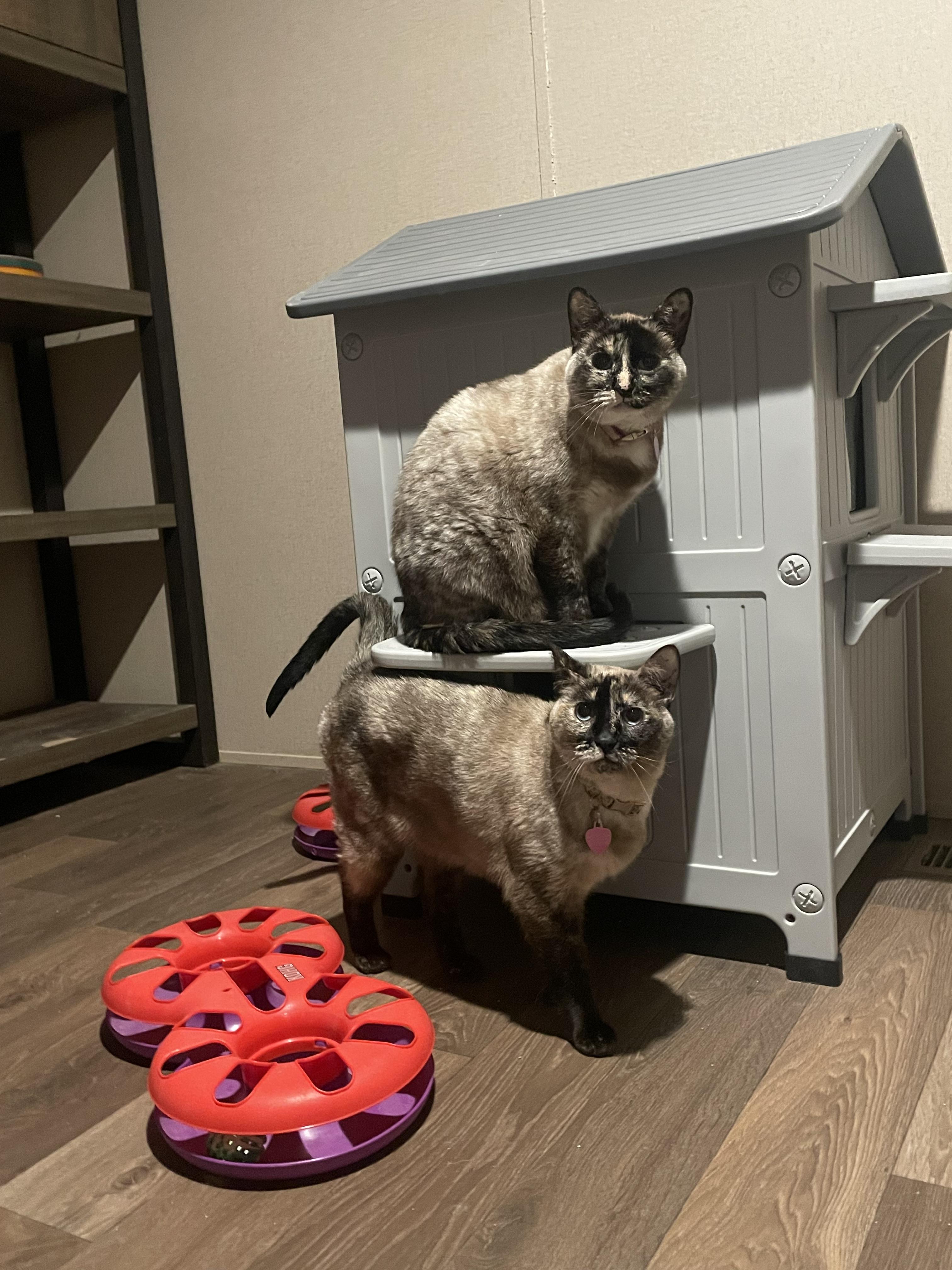 Angel, an adoptable Siamese, Tonkinese in Inez, TX, 77968 | Photo Image 3