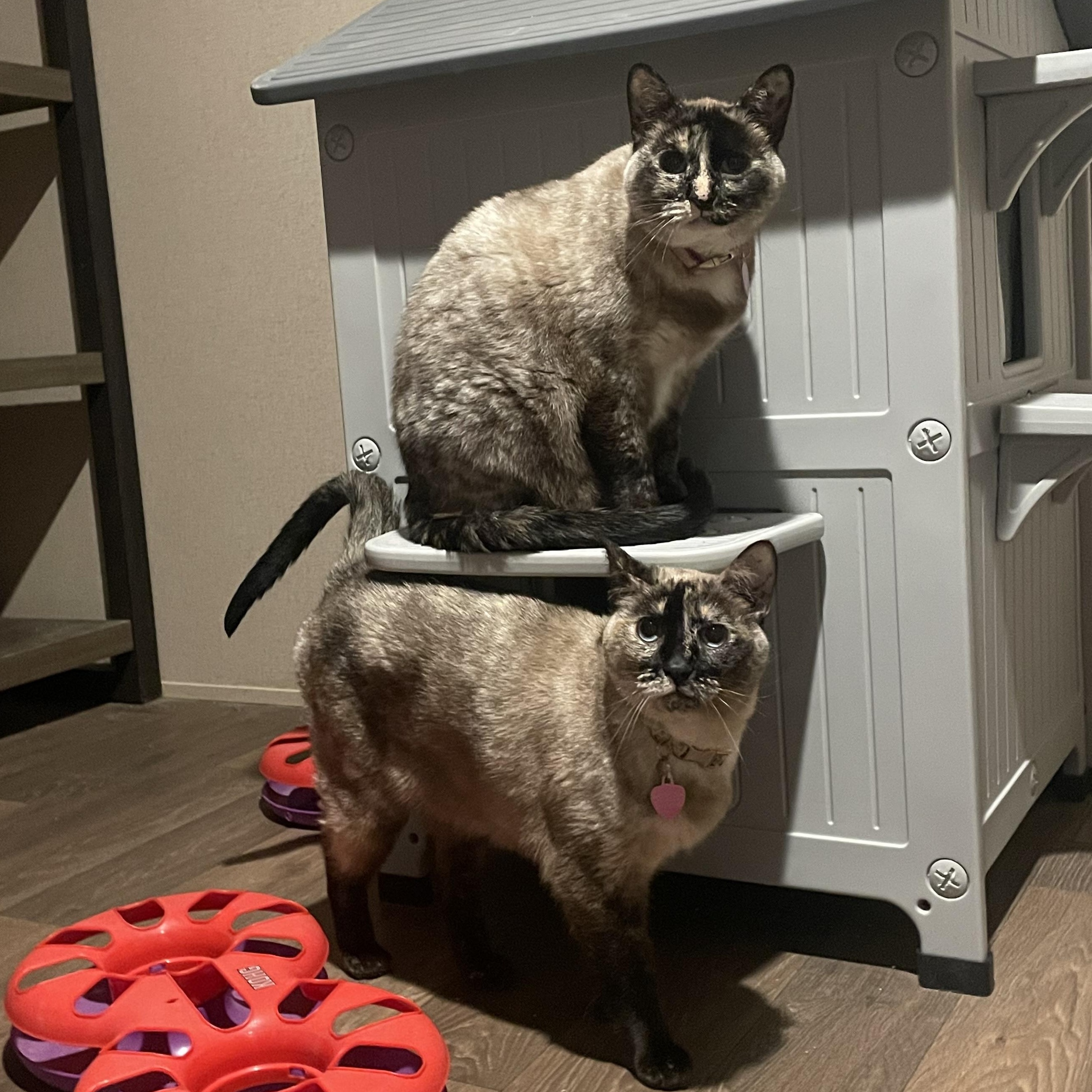 Enlarge Angel, a Adoptable mixed breed in Inez, TX image 2/5