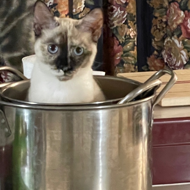 Angel, Adoptable, Adult Female Siamese & Tonkinese.