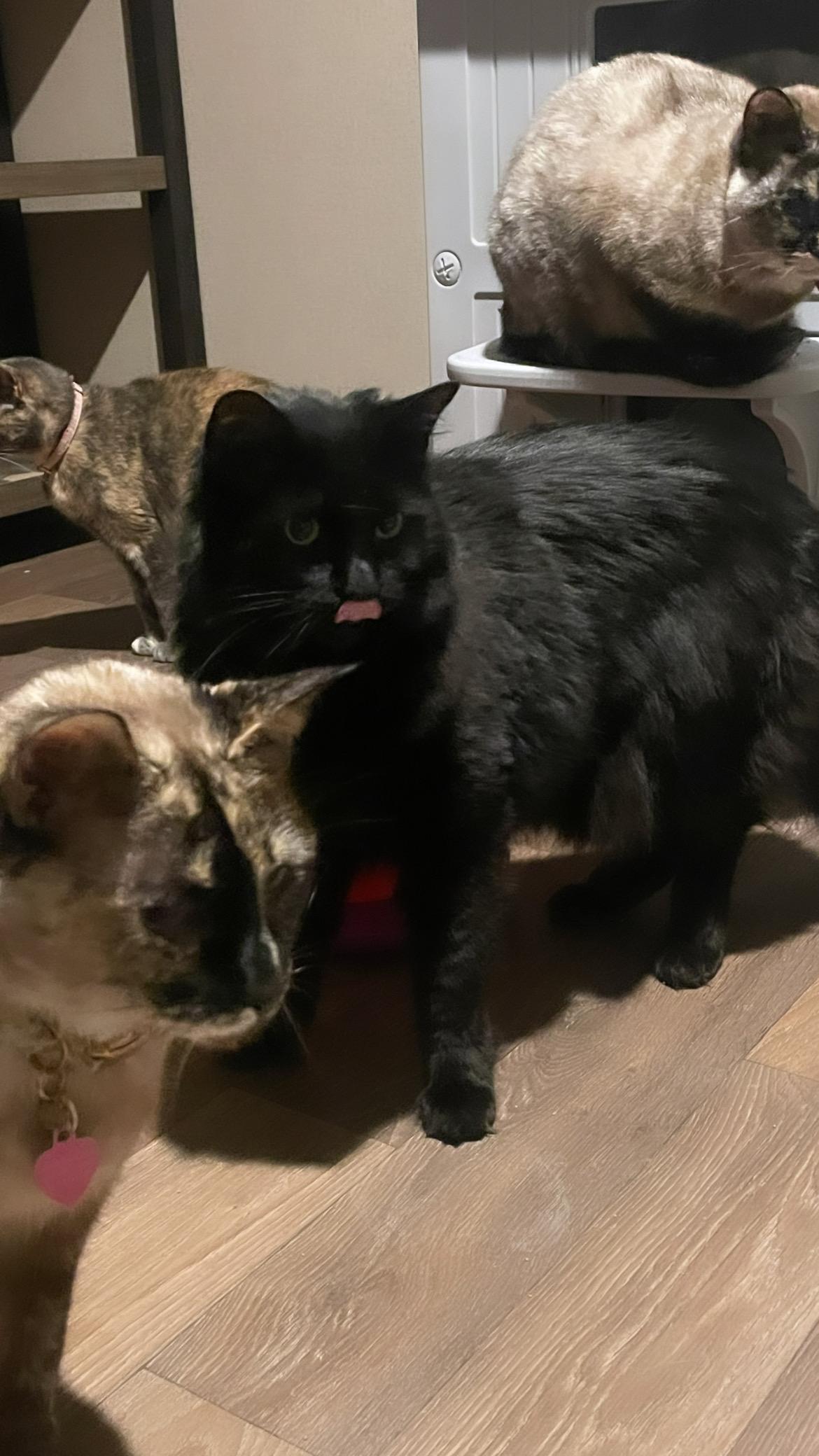 Enlarge Angel, a Adoptable mixed breed in Inez, TX image 4/5