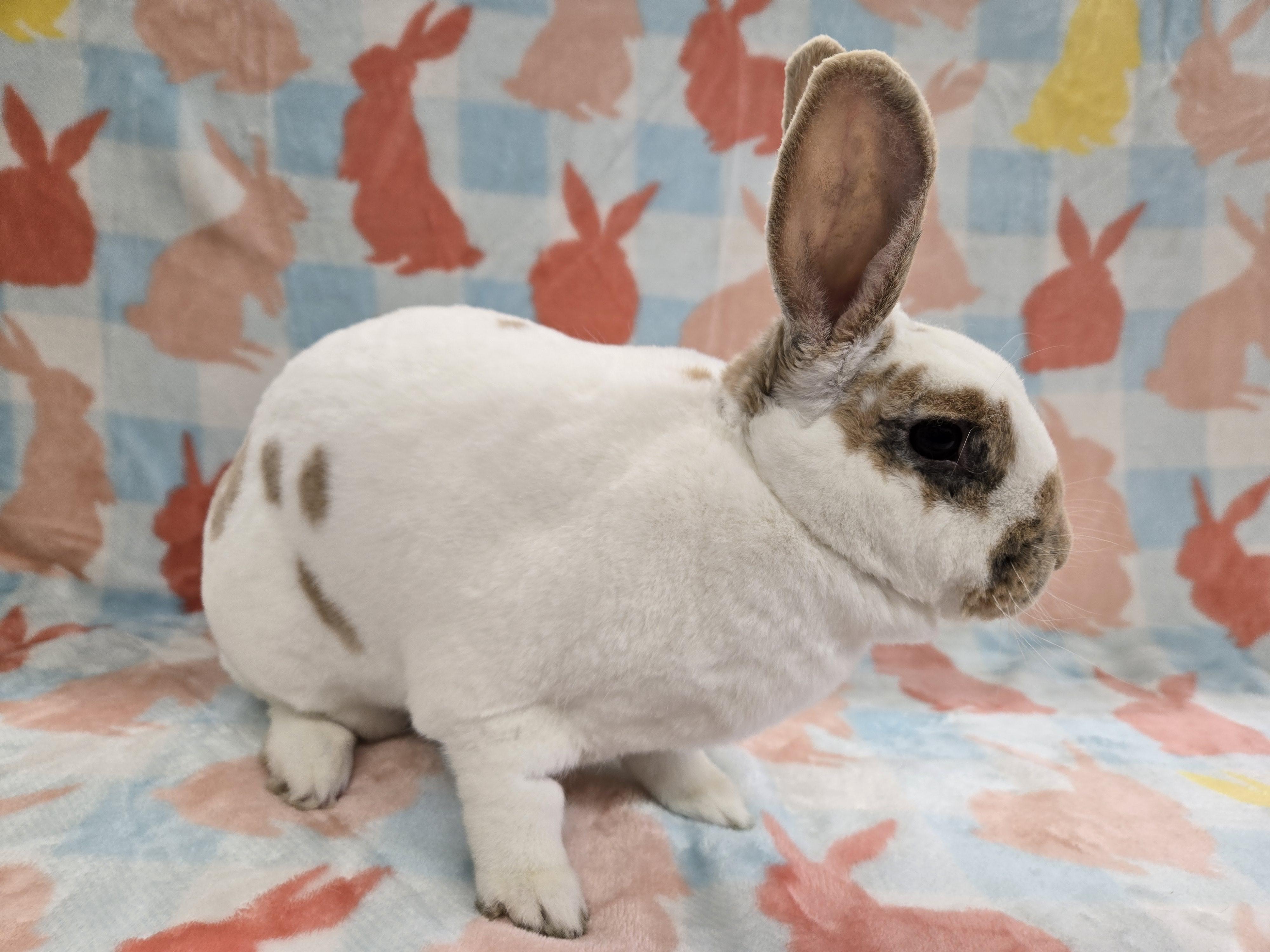 Priscilla, a ADOPTABLE Rex in Deerfield, WI image 1/3