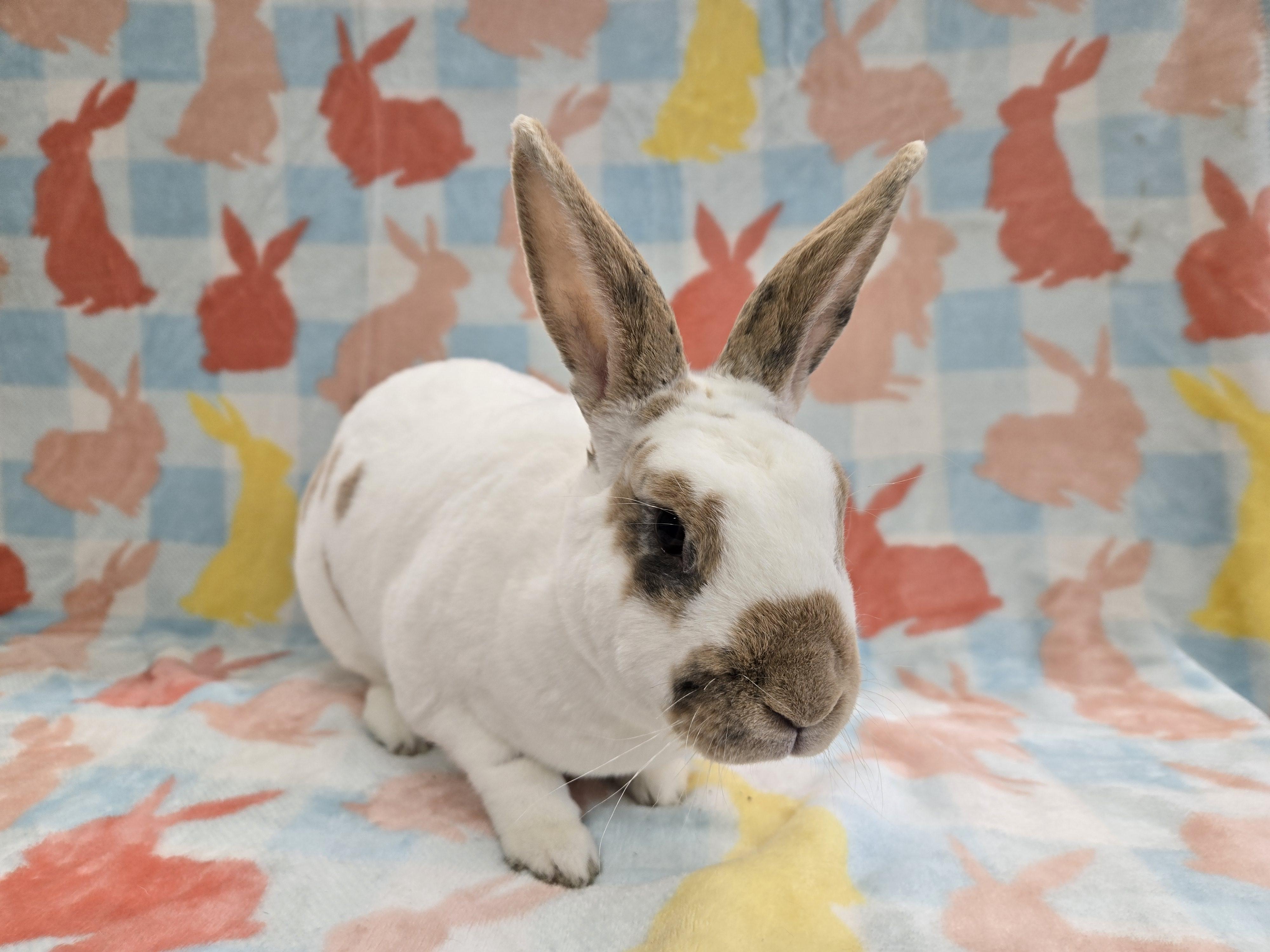 Priscilla, a ADOPTABLE Rex in Deerfield, WI image 2/3