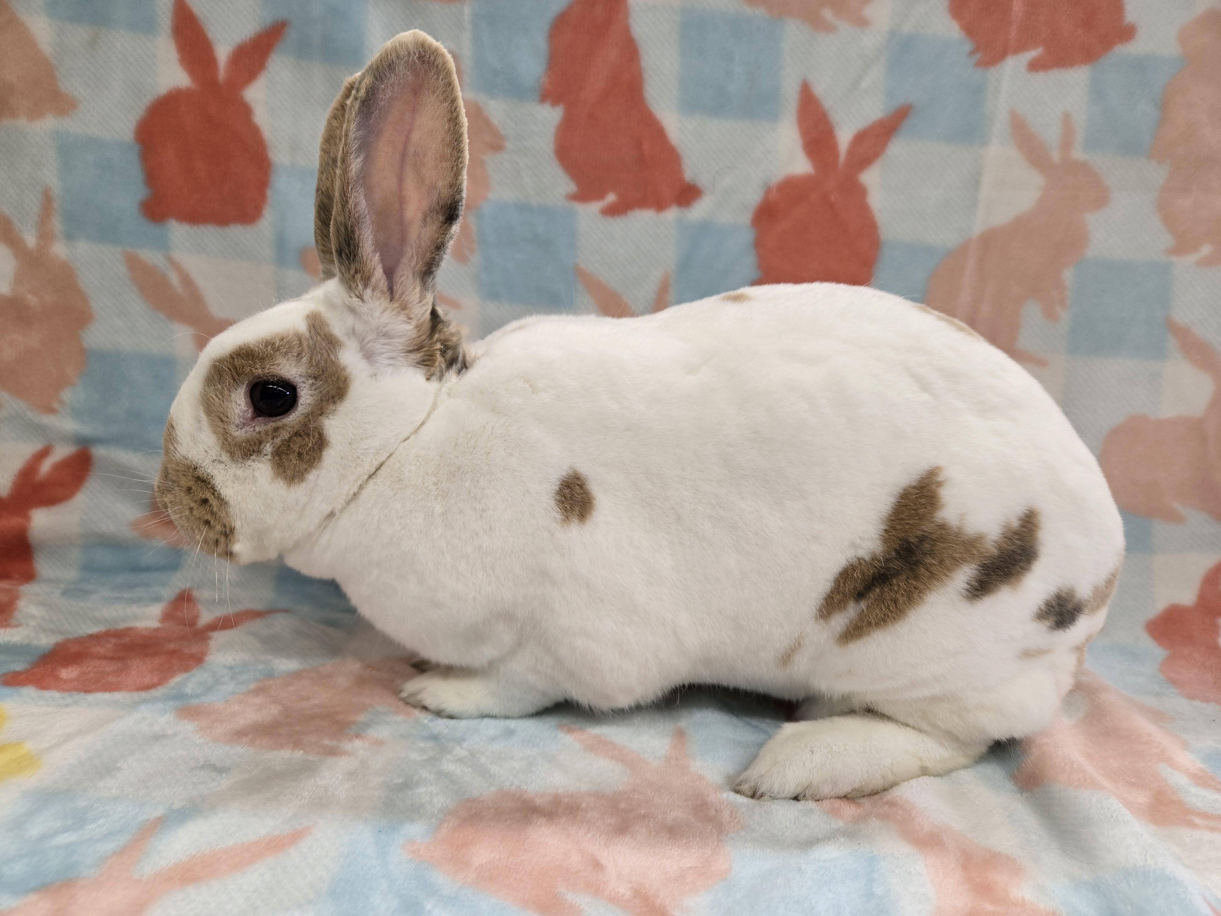 Priscilla, a ADOPTABLE Rex in Deerfield, WI image 3/3