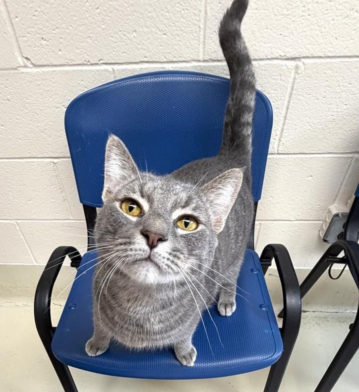 Enlarge Lorenzo- 52443, a ADOPTABLE Domestic Short Hair in Columbia, MD image 1/5