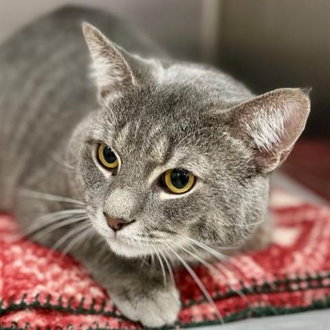 Enlarge Lorenzo- 52443, a ADOPTABLE Domestic Short Hair in Columbia, MD image 3/5