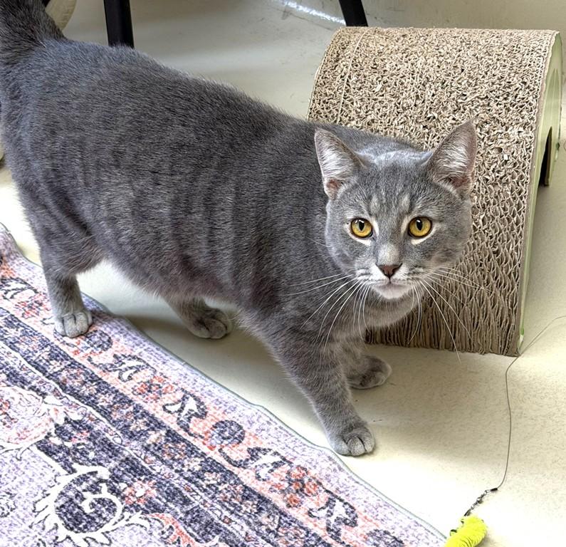 Enlarge Lorenzo- 52443, a ADOPTABLE Domestic Short Hair in Columbia, MD image 4/5