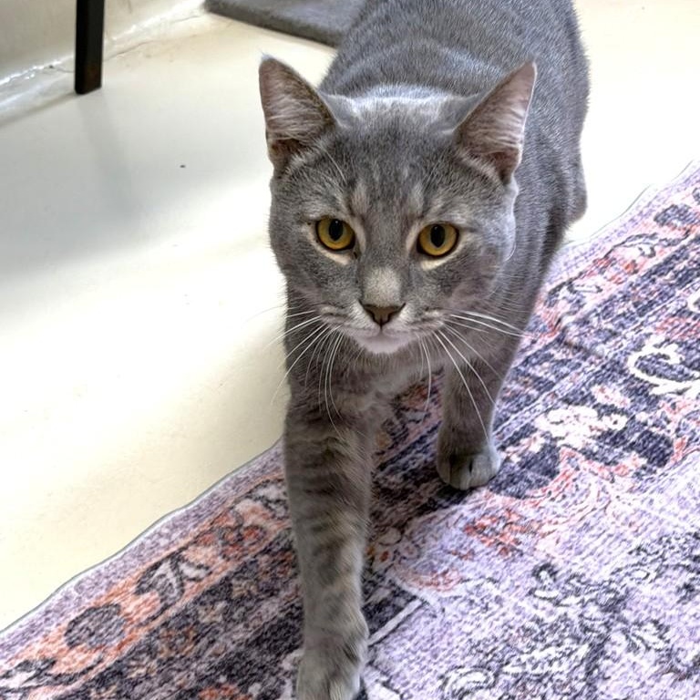 Lorenzo- 52443, ADOPTABLE, Young Male Domestic Short Hair.