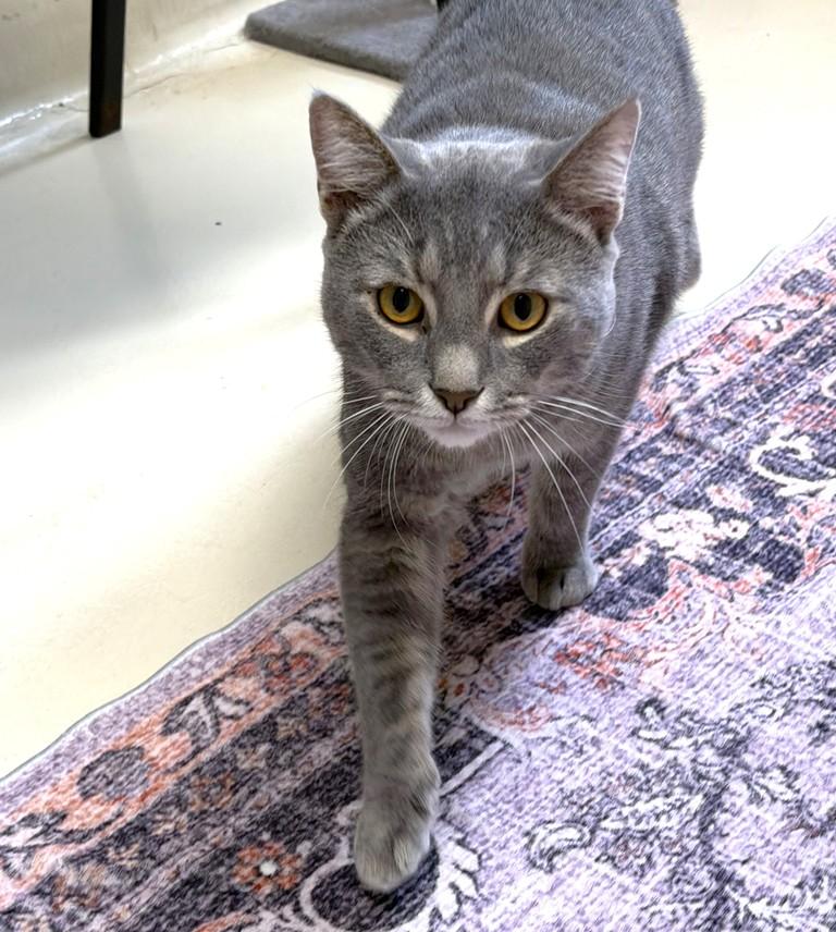 Enlarge Lorenzo- 52443, a ADOPTABLE Domestic Short Hair in Columbia, MD image 2/5
