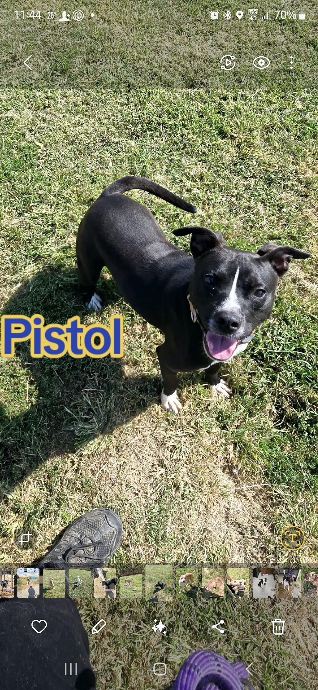 Pistol, Adoptable, Young Male Pit Bull Terrier.