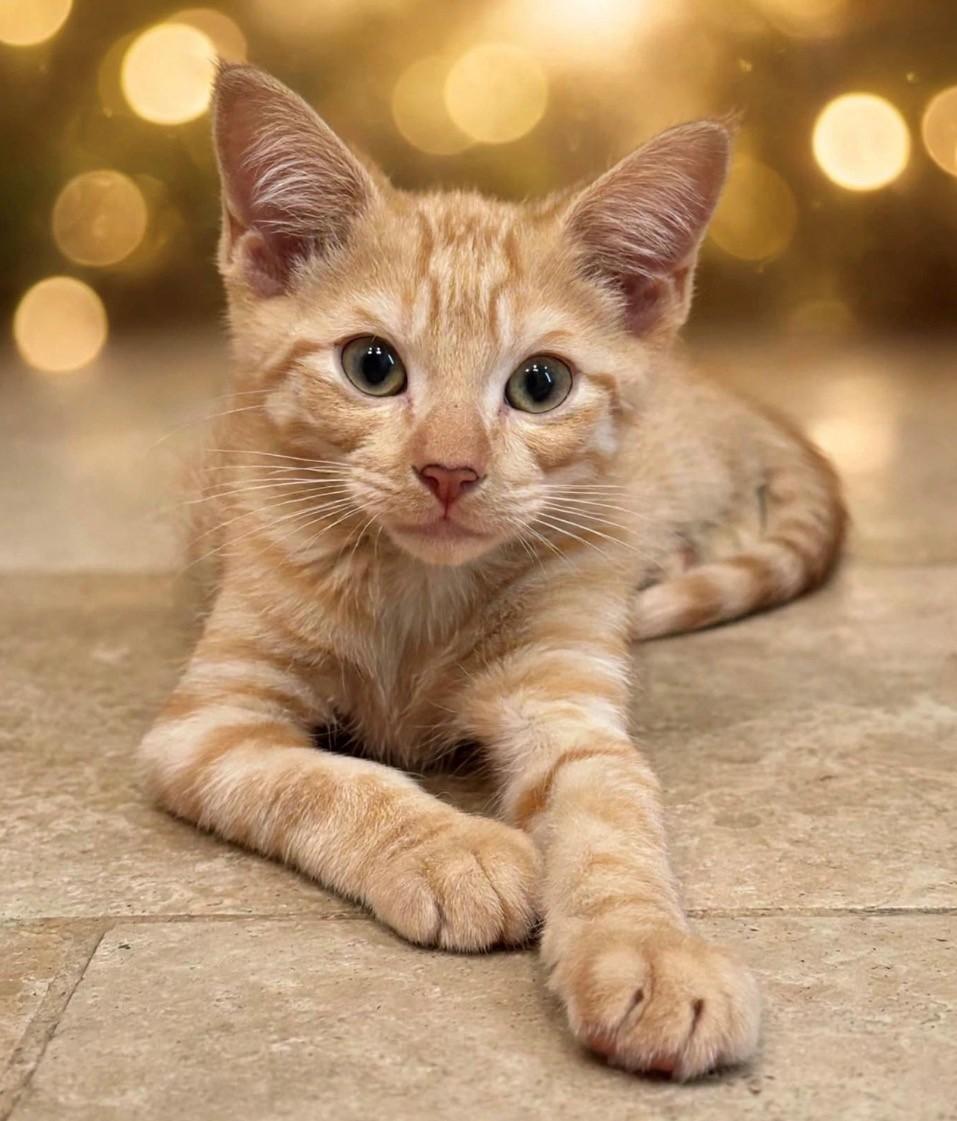 Nash, Adopted, Kitten Male Domestic Short Hair.