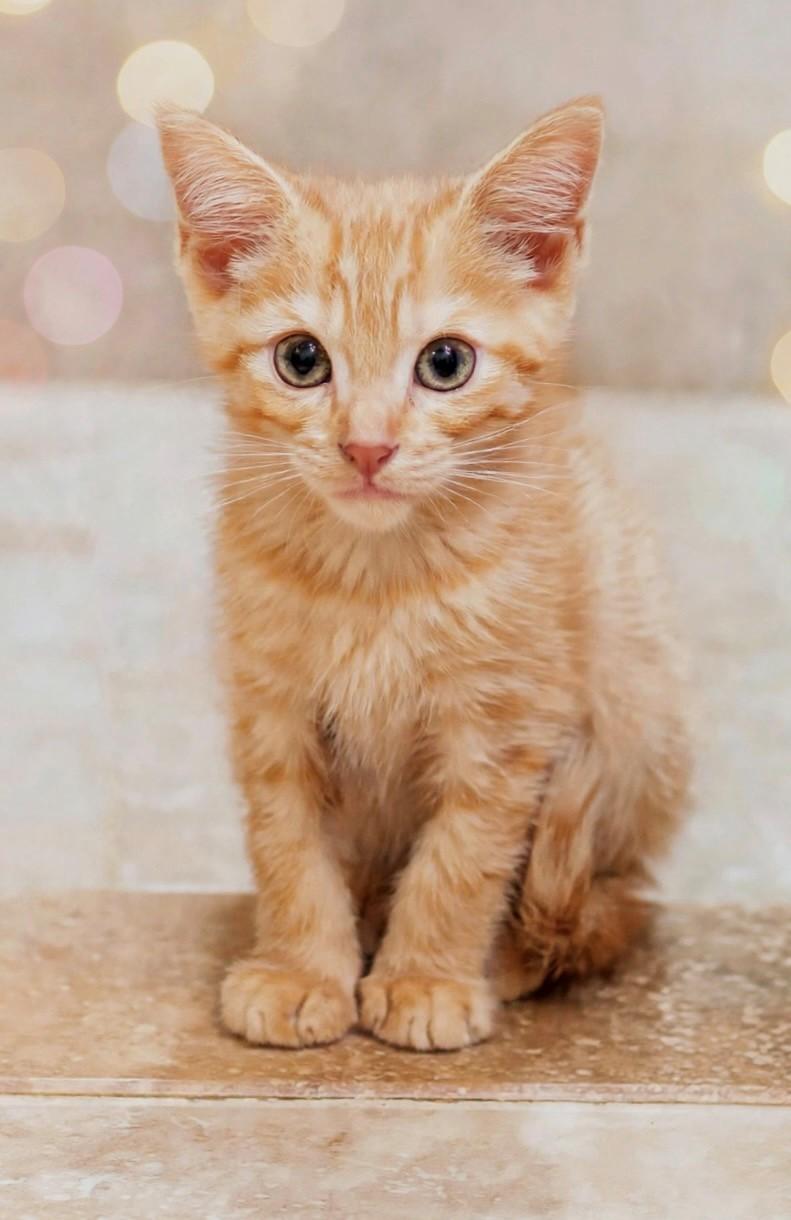 Enlarge Nash, a Adopted Domestic Short Hair in DELRAY Beach, FL image 2/2