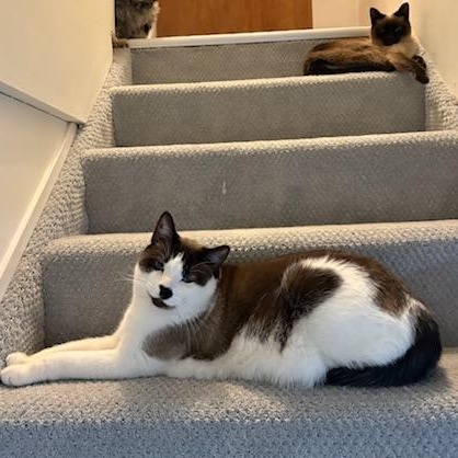 Enlarge Harry, an adopted Siamese in Fairborn, OH image 5/6