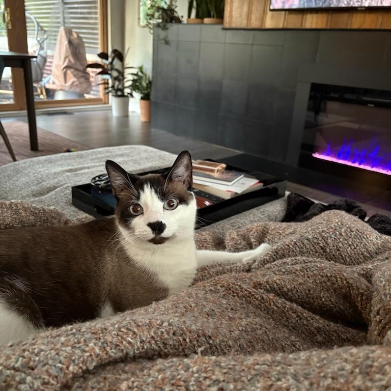 Enlarge Harry, an adopted Siamese in Fairborn, OH image 6/6