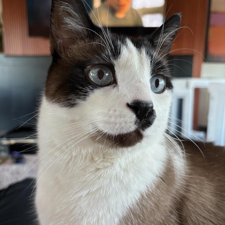 Enlarge Harry, an adopted Siamese in Fairborn, OH image 1/6