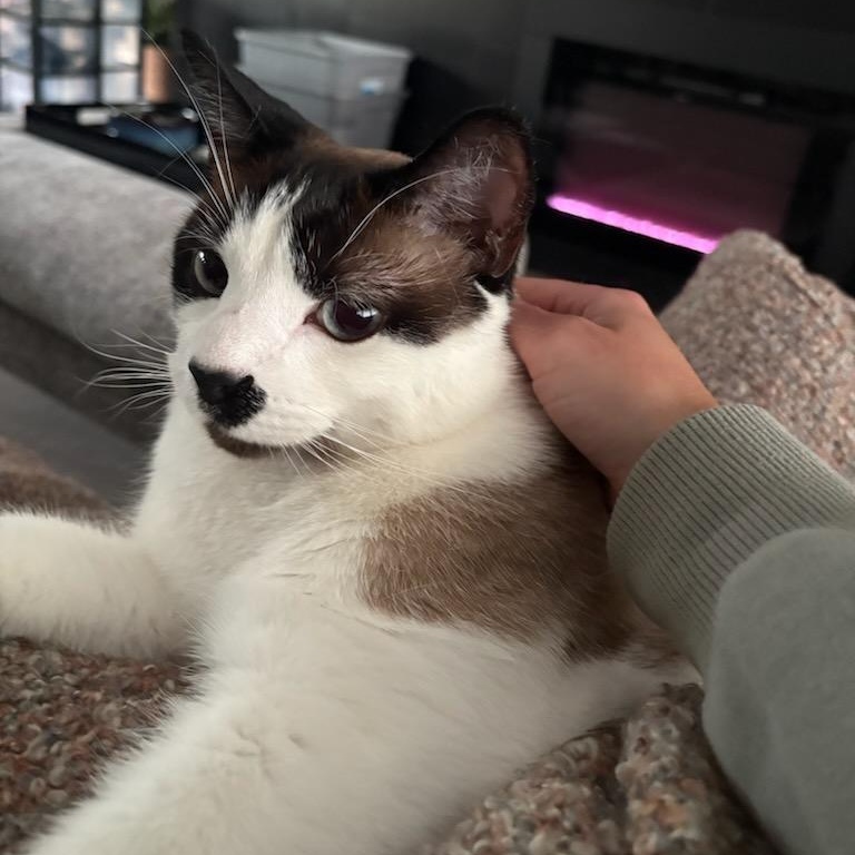 Enlarge Harry, an adopted Siamese in Fairborn, OH image 2/6