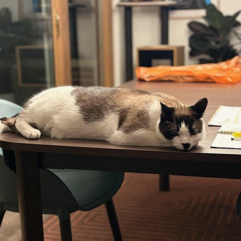 Enlarge Harry, an adopted Siamese in Fairborn, OH image 3/6
