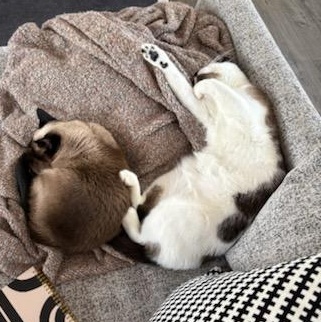 Enlarge Harry, an adopted Siamese in Fairborn, OH image 4/6