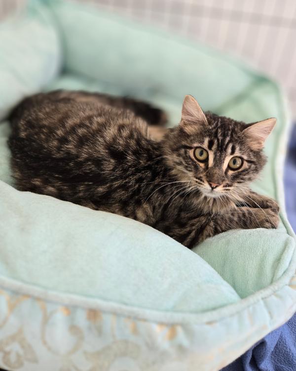 Faye, Adoptable, Young Female Domestic Medium Hair.