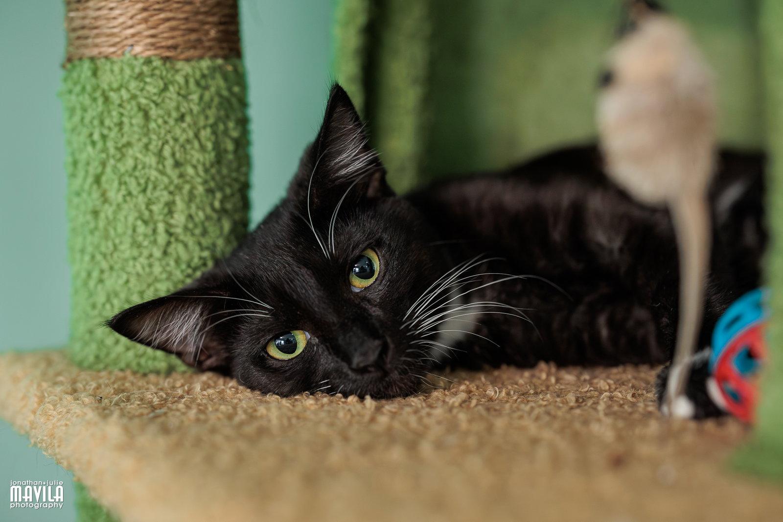 Enlarge Bigotina, a Adoptable mixed breed in Lighthouse Point, FL image 1/3